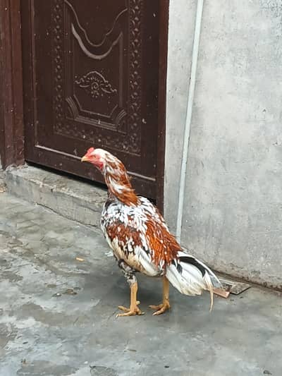 aseel chenna male 1 and 1 pakistani male and 3 female mianwali