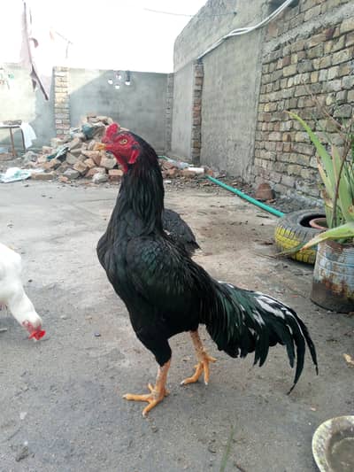 high quality lasani and mushka patha 03175937880