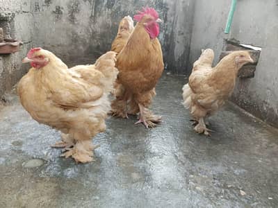 heavy Golden buff trio and black shamo female