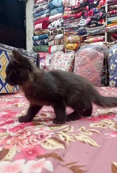 PERSIAN DOMESTIC LONG HAIR KITTEN