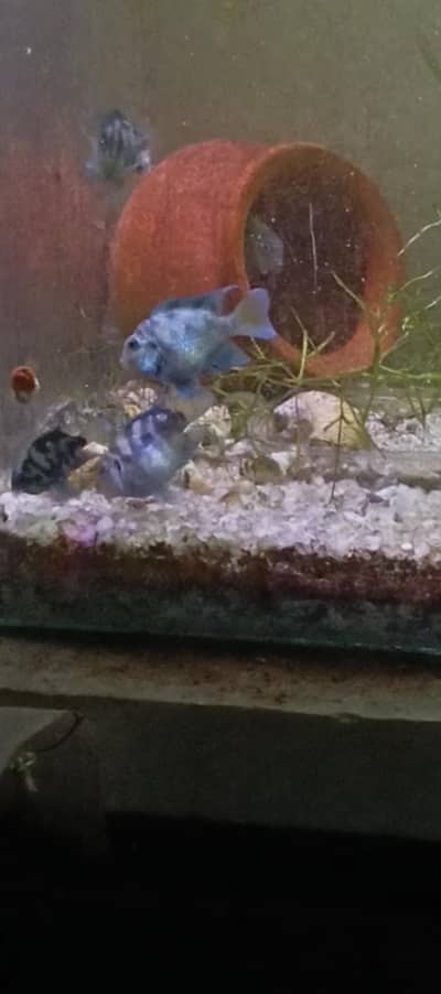 Polar Blue Parrot Fish Large Size Breeder Pairs Aquarium fish 6 Pieces