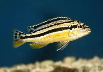 cichlid. yellow melanochromis auratus