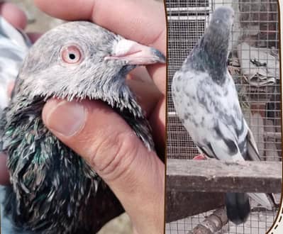 1 Zeera Male 03094756004