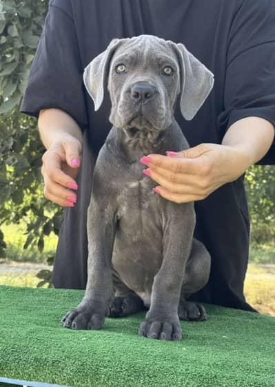 IMPORTED CANE CORSO PUPPIES