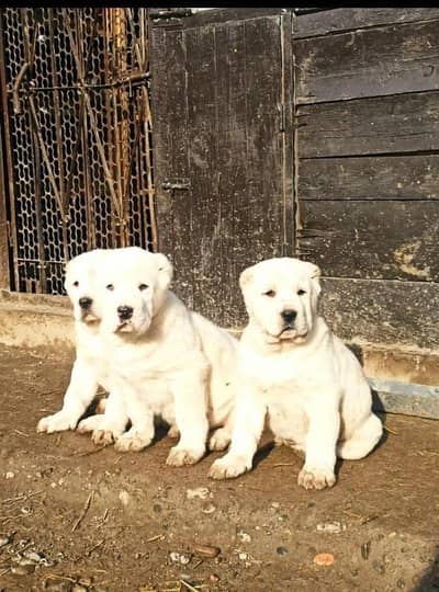 IMPORTED ALABAI PUPPIES | Top Quality | Highly Pedigreed Available