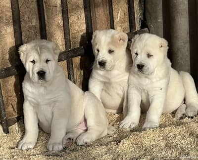 IMPORTED ALABAI PUPPIES | Top Quality | Highly Pedigreed Available