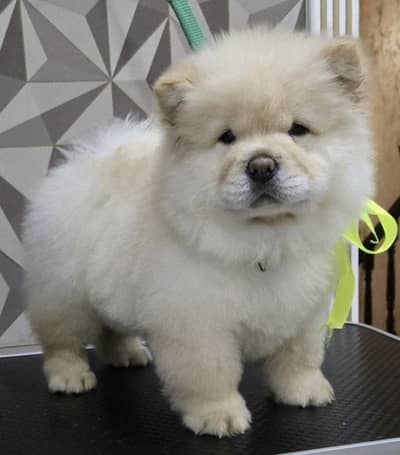 IMPORTED CHOW CHOW PUPPIES ARE AVAILABLE FOR SALE