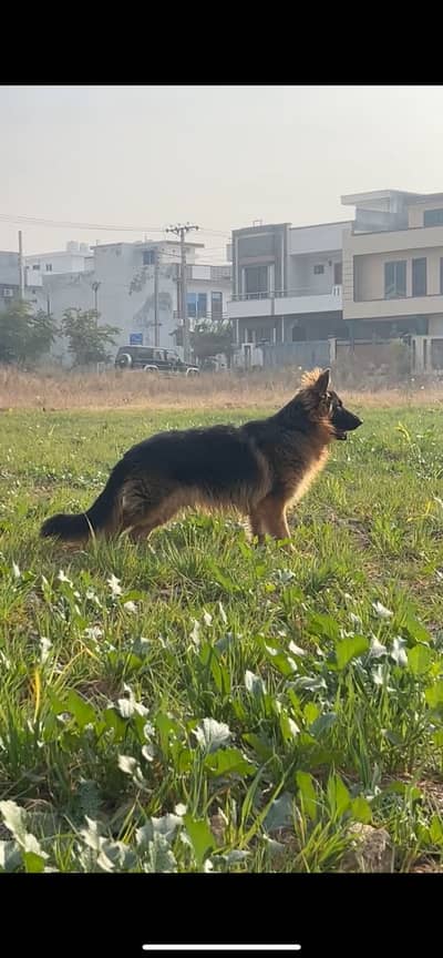 Long Coat German ShEpHerd