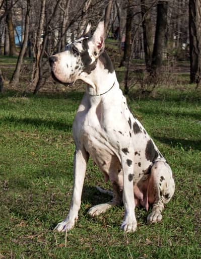 IMPORTED GREAT DANE | CHAMPION BLOODLINE PUPPIES AVAILABLE