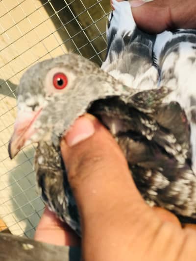 All setup golden kamagr breeder pair ha Andon bachon ki garanti ha