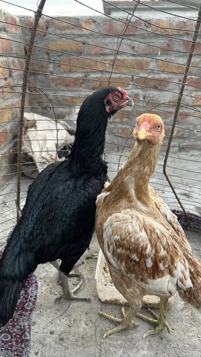 Lasani mushki Madi (Hen)  Pure Aseel only murgi