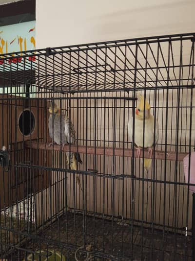 cocktail love birds Budgie