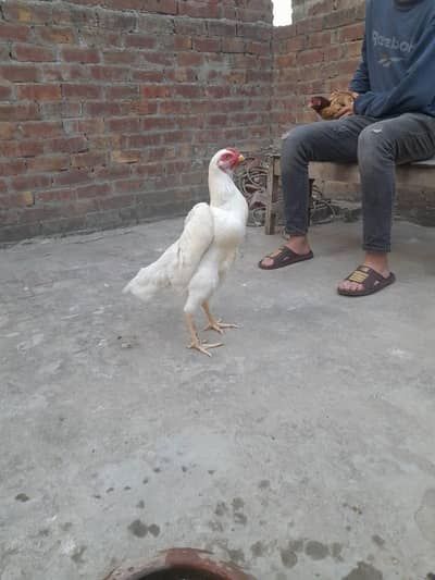 Shamo pair high quality Eggs available