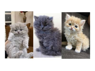 Persian British punch face piki face kitten cat available