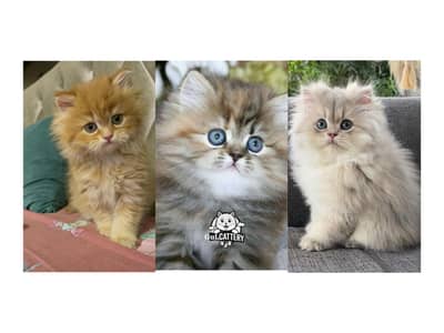 Persian British punch face piki face kitten cat available