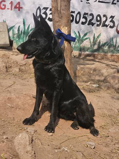 black shepherd female