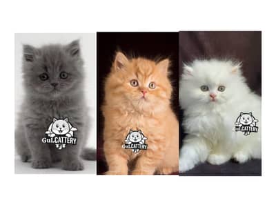 Persian British punch face piki face kitten cat available