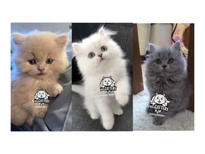 Persian British punch face piki face kitten cat available