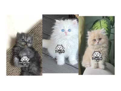 Persian British punch face piki face kitten cat available