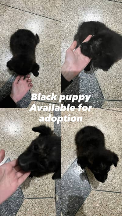 Black puppy for adoption