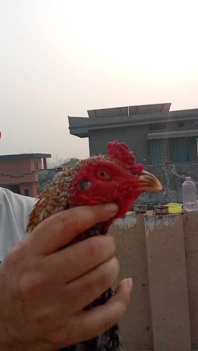 1 male 3 female read add first