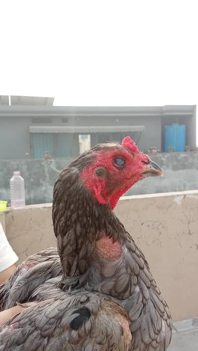 2 female read add first