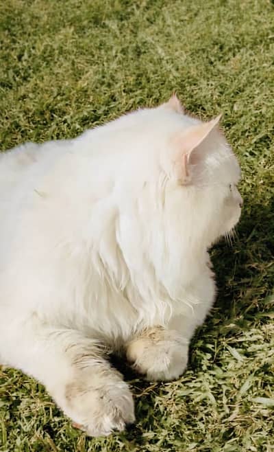 Pure Persian Stud Male Cat
