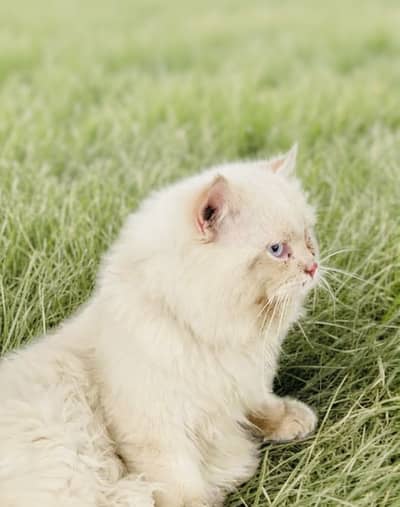 Pure Persian Stud Male Cat