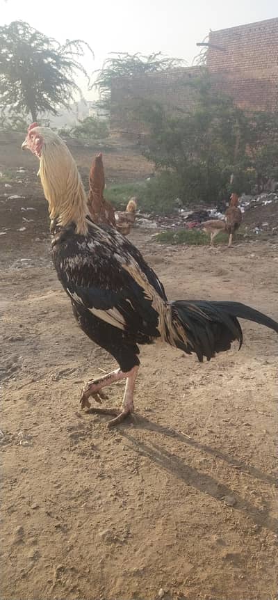 mashallha full active what s up 03467630647