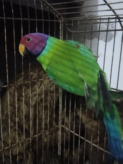 Plum Head breeder pair available for sale