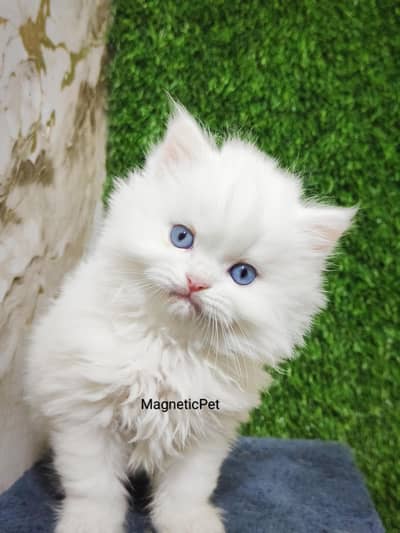 blue eyes white persian kitten|Triple long coat |punch Face|cat babies