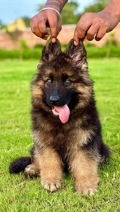 gurman shaft Dog My WhatsApp 03257448377 _SD