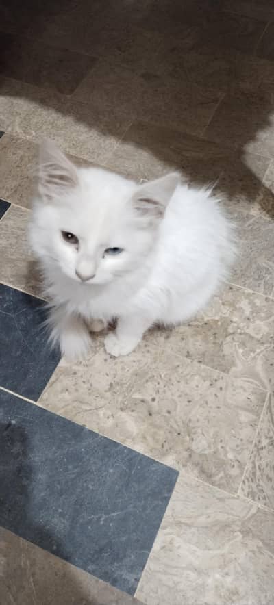 White kitten with blue and golden eye
