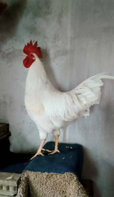 Lohman White Rooster ,Brown & Black Female