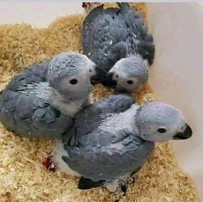 African Grey Parrot checks for sale0346%2738%809