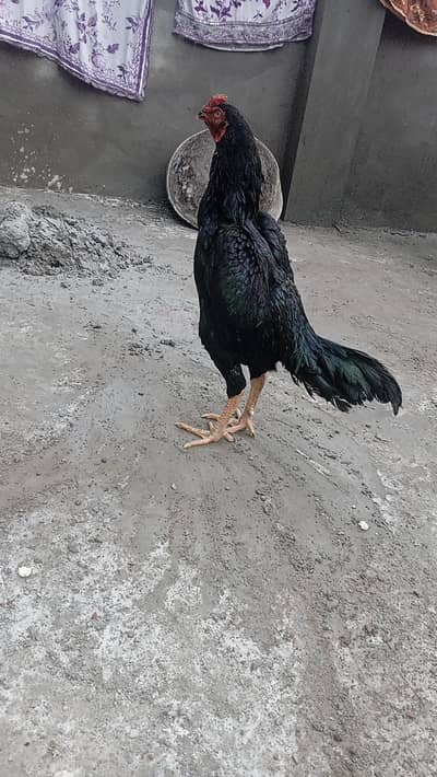 Aseel murga thai cross with mian wali full black