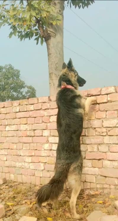 14 Month female ready for mating