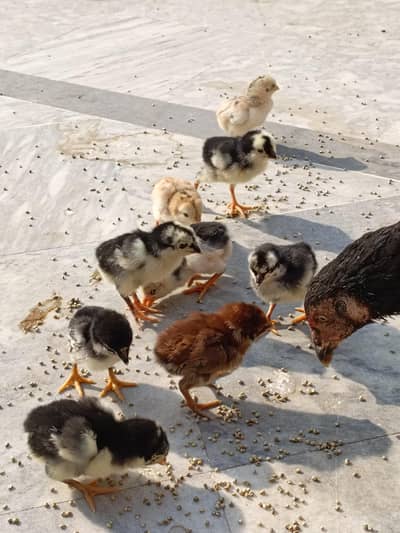 aseel/murgi aseel/hen aseel/chicks aseel/murga Misri/desi desi/hen