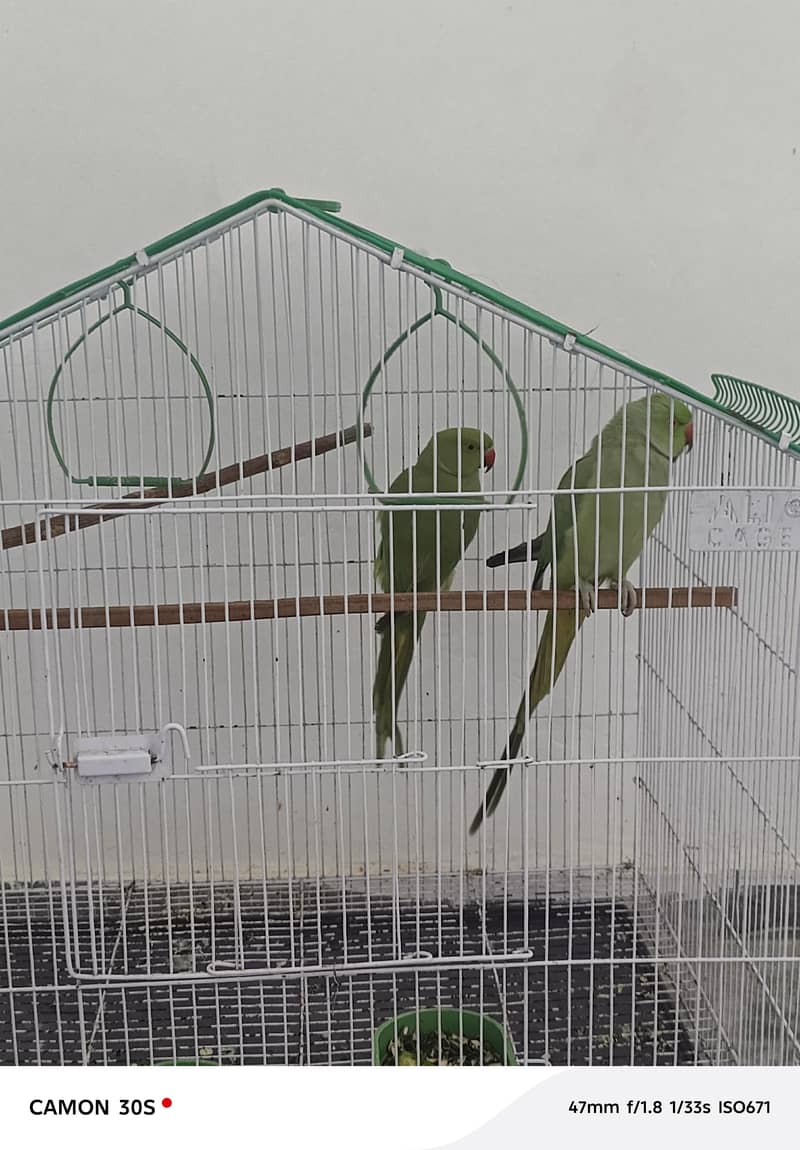 :بولنے والا طوطوں کی جوڑی برائے فروخت 0