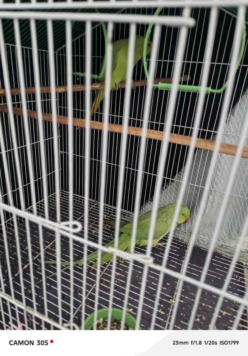 :بولنے والا طوطوں کی جوڑی برائے فروخت 1