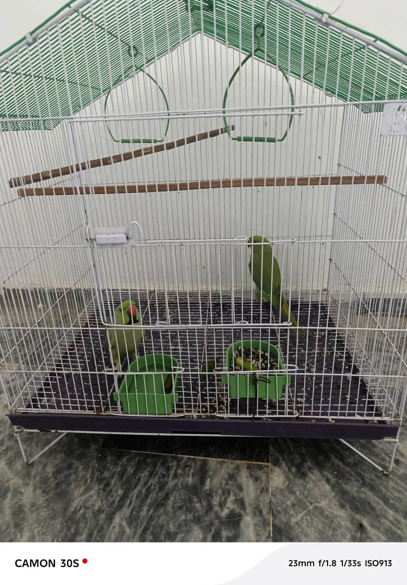 :بولنے والا طوطوں کی جوڑی برائے فروخت 2