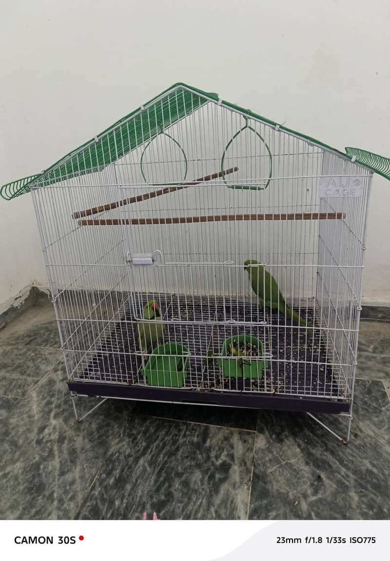 :بولنے والا طوطوں کی جوڑی برائے فروخت 3