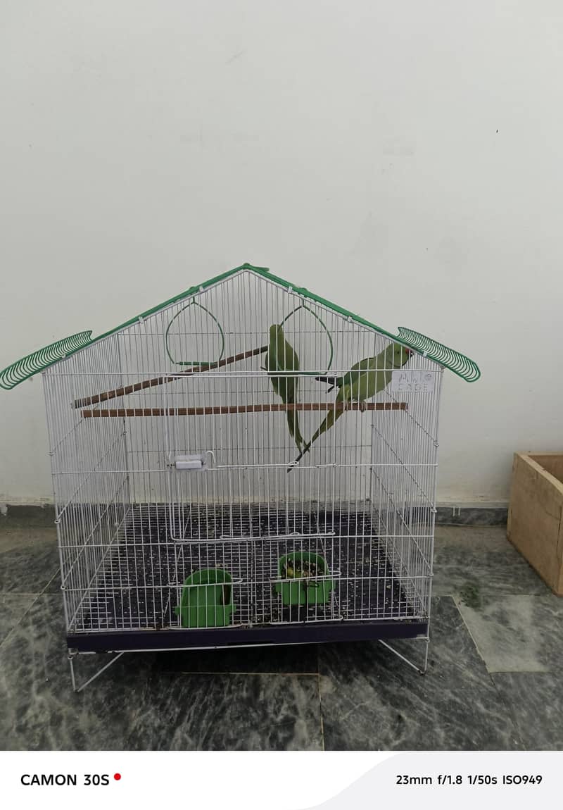 :بولنے والا طوطوں کی جوڑی برائے فروخت 4