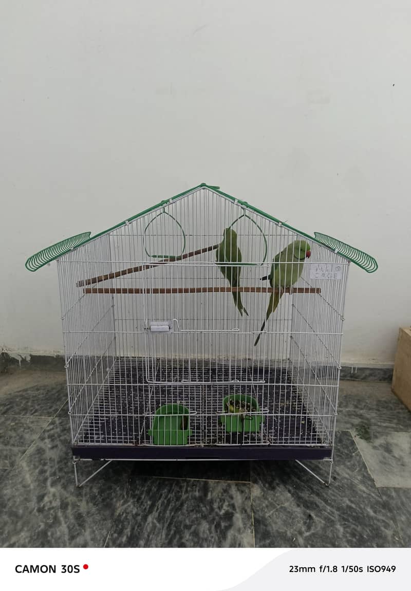 :بولنے والا طوطوں کی جوڑی برائے فروخت 5