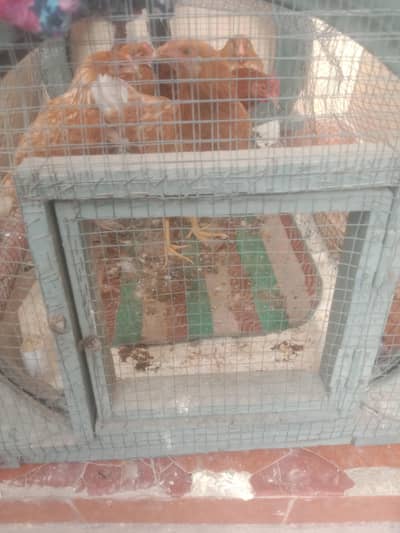 jali Wala  penjra b seel krna h  sanjra RS/1200