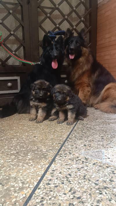 German Shepherd Quality puppies