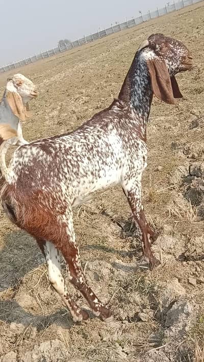 makhi cheeni path first timer