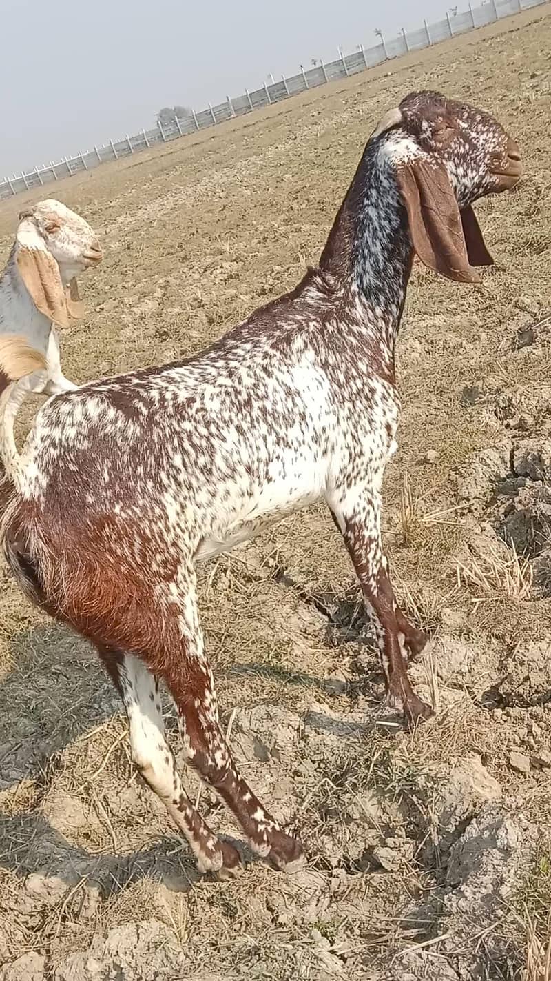 makhi cheeni path first timer 0