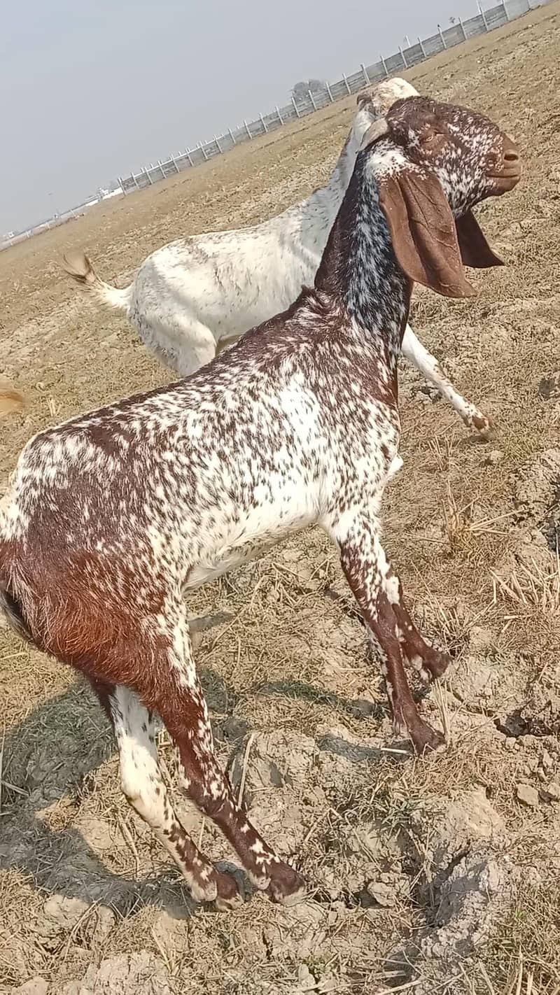 makhi cheeni path first timer 1