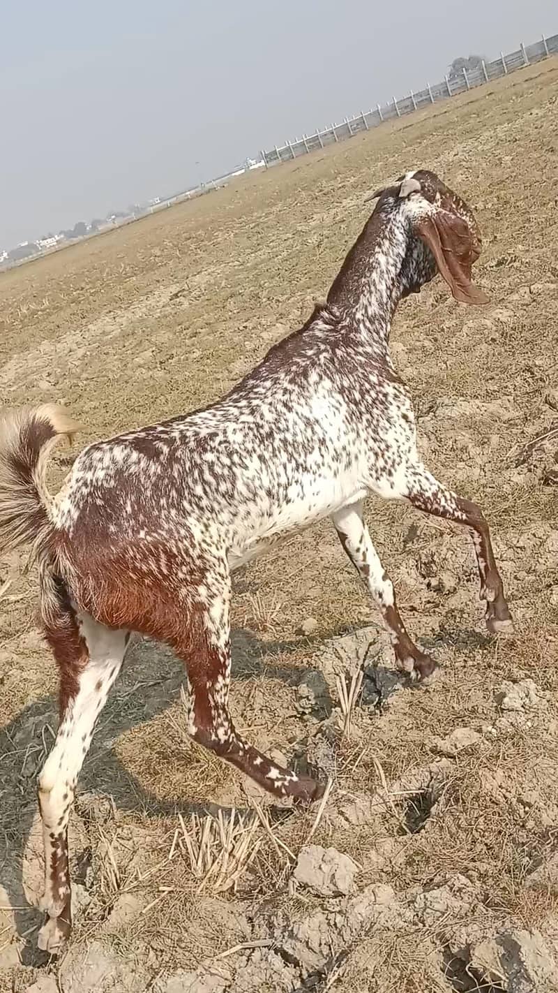 makhi cheeni path first timer 2